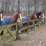 Paarden op rij